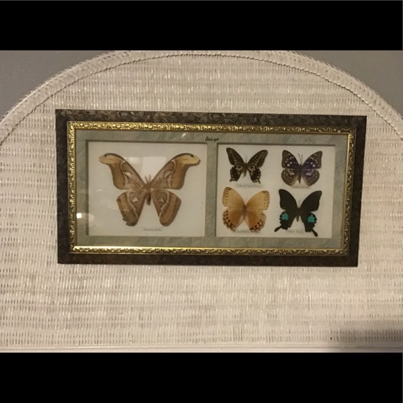 Belize Other - Belize Set of 5 Framed Butterflies